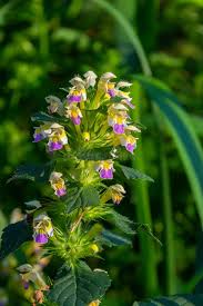 Attēlu rezultāti vaicājumam “Galeopsis speciosa”