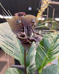 Image result for Tacca chantrieri
