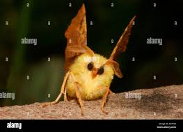 Attēlu rezultāti vaicājumam “Ennomos alniaria”