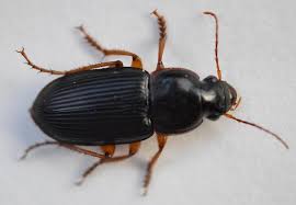 Attēlu rezultāti vaicājumam “Harpalus sp.”