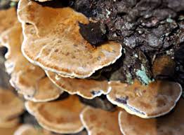 Attēlu rezultāti vaicājumam “Inonotus leporinus”