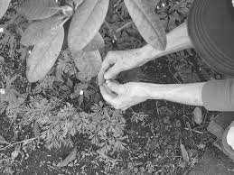 Attēlu rezultāti vaicājumam “Anemone nemorosa bud”