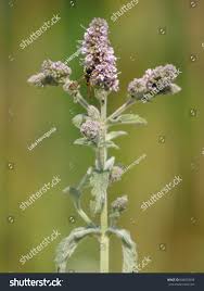 Attēlu rezultāti vaicājumam “Mentha longifolia flower”