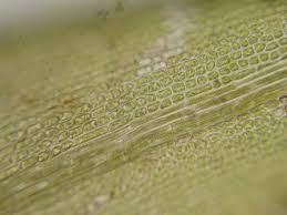 Attēlu rezultāti vaicājumam “Dicranum flagellare”