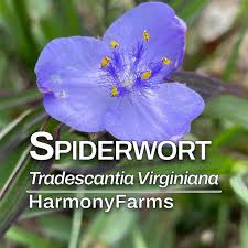 Attēlu rezultāti vaicājumam “Tradescantia virginiana”