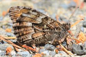 Attēlu rezultāti vaicājumam “Hipparchia alcyone underside”