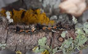 Attēlu rezultāti vaicājumam “Eilema sororcula”