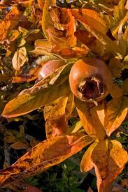 Attēlu rezultāti vaicājumam “Mespilus germanica fruit”