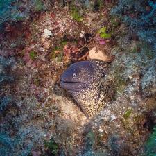 Image result for Diplodus helenae