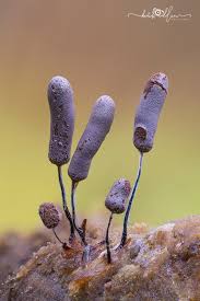 Attēlu rezultāti vaicājumam “Stemonitopsis aequalis var. microspora”