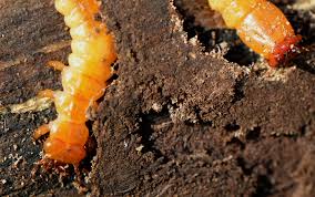 Attēlu rezultāti vaicājumam “Pyrochroidae larva”