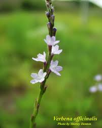 Image result for Verbena officinalis
