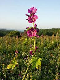 Image result for Malva sylvestris var. mauritiana