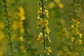 Image result for Agrimonia eupatoria