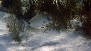 Image result for Diplodus ascensionis