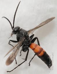 Attēlu rezultāti vaicājumam “Anoplius viaticus”