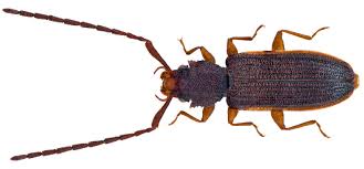 Attēlu rezultāti vaicājumam “Cucujidae”