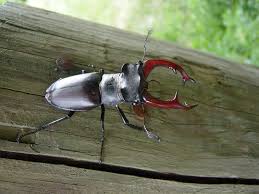 Attēlu rezultāti vaicājumam “Lucanidae”