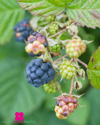 Attēlu rezultāti vaicājumam “Rubus caesius fruit”