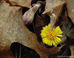 Attēlu rezultāti vaicājumam “Tussilago farfara flower”