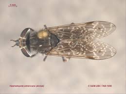 Attēlu rezultāti vaicājumam “Haematopota sp.”