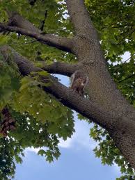 Attēlu rezultāti vaicājumam “Byssocorticium atrovirens”