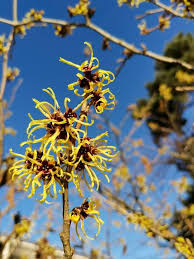 Attēlu rezultāti vaicājumam “Hamamelis virginiana”