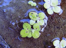 Attēlu rezultāti vaicājumam “Spirodela polyrhiza”