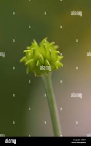 Attēlu rezultāti vaicājumam “Ranunculus acris fruit”