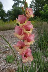 Attēlu rezultāti vaicājumam “Gladiolus imbricatus bud”