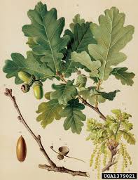 Attēlu rezultāti vaicājumam “Quercus robur fruit”