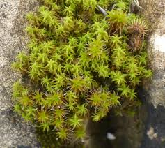 Attēlu rezultāti vaicājumam “Syntrichia”