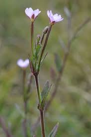 Attēlu rezultāti vaicājumam “Epilobium parviflorum”