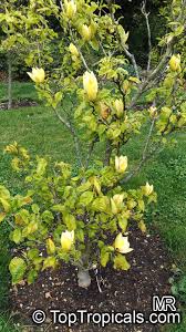 Attēlu rezultāti vaicājumam “Magnolia acuminata flower”