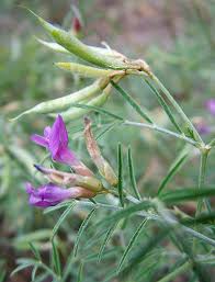 Attēlu rezultāti vaicājumam “Astragalus arenarius leaf”