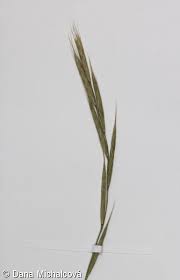 Attēlu rezultāti vaicājumam “Brachypodium sylvaticum fruit”