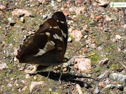Attēlu rezultāti vaicājumam “Apatura iris underside”