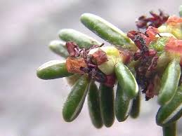 Attēlu rezultāti vaicājumam “Empetraceae”