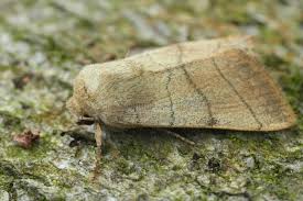 Attēlu rezultāti vaicājumam “Charanyca trigrammica”