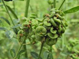 Attēlu rezultāti vaicājumam “Medicago sativa subsp. falcata fruit”