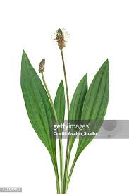 Attēlu rezultāti vaicājumam “Plantago lanceolata”