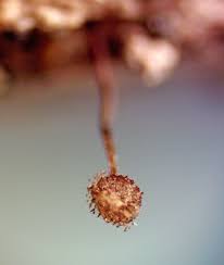 Attēlu rezultāti vaicājumam “Cribraria piriformis macro”