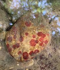 Attēlu rezultāti vaicājumam “Hildenbrandia rivularis”