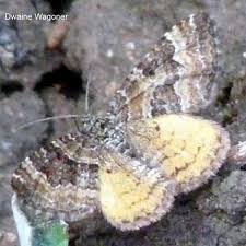 Attēlu rezultāti vaicājumam “Epirrhoe”