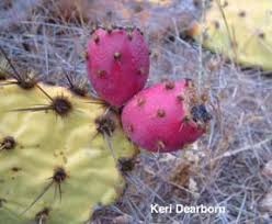 Attēlu rezultāti vaicājumam “Carex loliacea fruit”