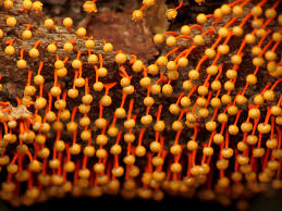 Attēlu rezultāti vaicājumam “Physarum bitectum sessile”