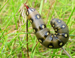 Attēlu rezultāti vaicājumam “Hyles gallii”