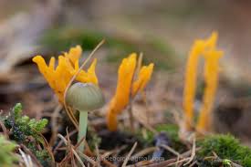 Attēlu rezultāti vaicājumam “Mycena viscosa”