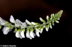 Attēlu rezultāti vaicājumam “Melilotus albus flower”