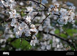 Attēlu rezultāti vaicājumam “Prunus cerasifera var. divaricata bud”